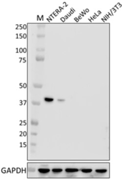 Biolegend Purified anti-BCAT1, Quantity: Each of 1