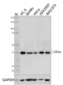 Biolegend Purified anti-CK1α, Quantity: Each of 1