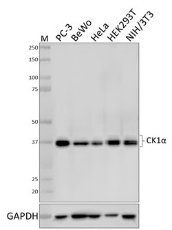 Biolegend Purified anti-CK1α, Quantity: Each of 1