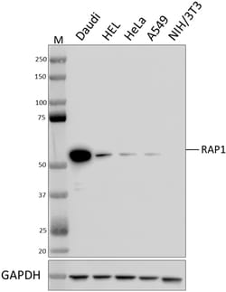 Biolegend Purified anti-RAP1, Quantity: Each of 1