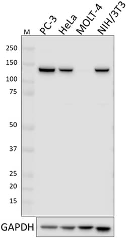 Biolegend Purified anti-Vinculin, Quantity: Each of 1
