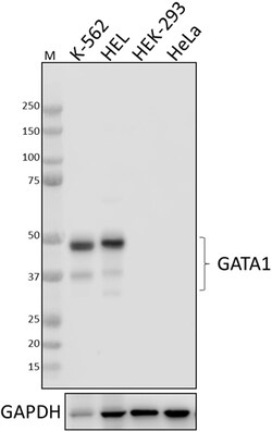 Biolegend Purified anti-GATA1, Quantity: Each of 1