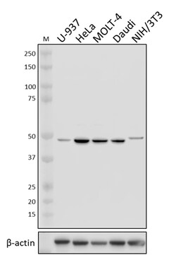 Biolegend Purified anti-eIF3F, Quantity: Each of 1