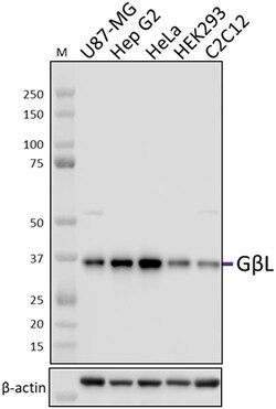 Biolegend Purified anti-GβL, Quantity: Each of 1