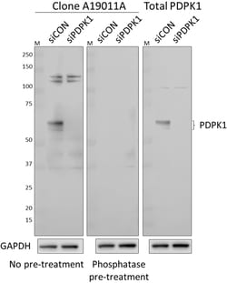 Biolegend Purified anti-PDPK1 Phospho (Ser241), Quantity: Each of 1