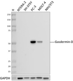 Biolegend Purified anti-Gasdermin-D (N-terminus), Quantity: Each of 1