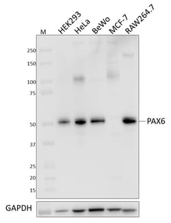 Biolegend Purified anti-PAX6, Quantity: Each of 1