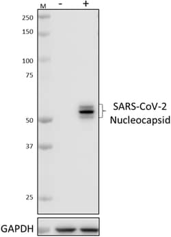 Biolegend Purified anti-SARS-CoV-2 Nucleocapsid, Quantity: Each of 1