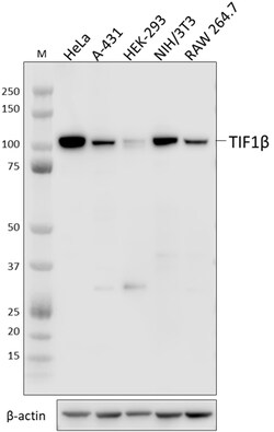 Biolegend Purified anti-TIF1β (KAP-1, TRIM28), Quantity: Each of 1