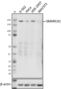 Biolegend Purified anti-SMARCA2 (BRM), Quantity: Each of 1