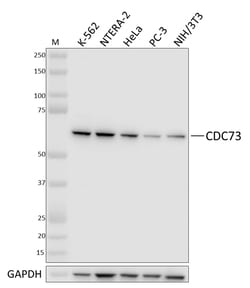 Biolegend Purified anti-CDC73, Quantity: Each of 1