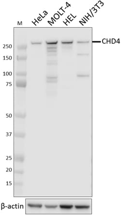 Biolegend Purified anti-CHD4, Quantity: Each of 1