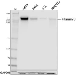 Biolegend Purified anti-Filamin B, Quantity: Each of 1