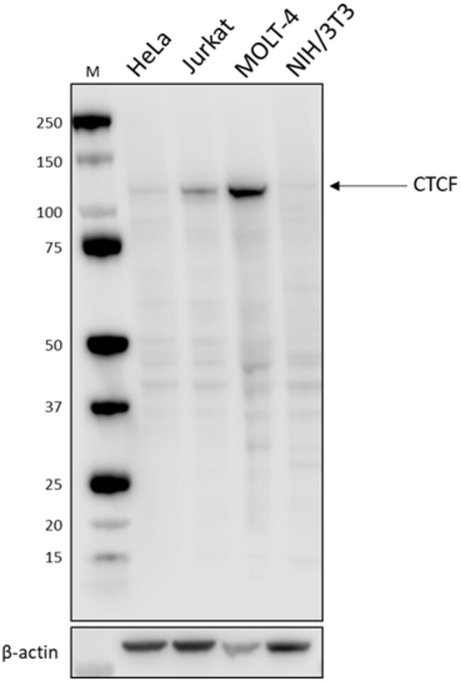 Biolegend Purified antiCTCF, Quantity Each of 1 Fisher Scientific