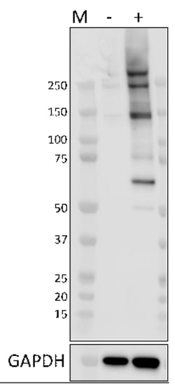 Biolegend Purified anti-Phosphothreonine [M380A]; Isotype: Mouse IgG1,