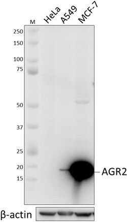 Biolegend Purified anti-AGR2, Quantity: Each of 1