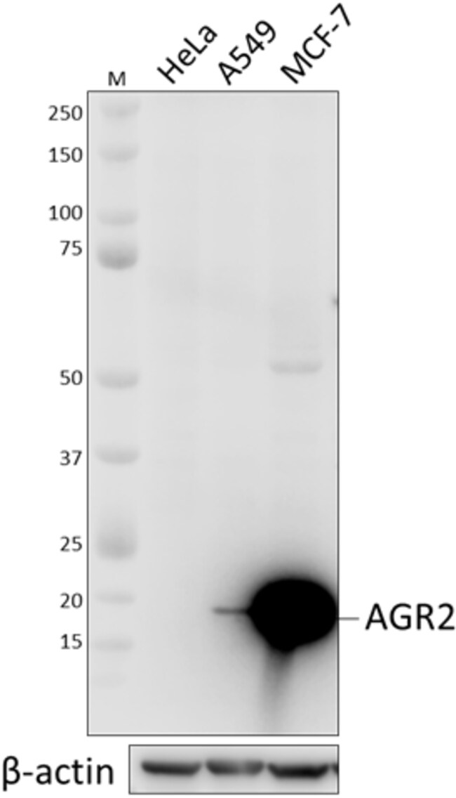 Biolegend Purified antiAGR2, Quantity Each of 1 Fisher Scientific
