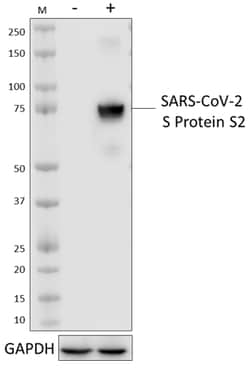 Biolegend Purified anti-SARS-CoV-2 S Protein S2, Quantity: Each of 1
