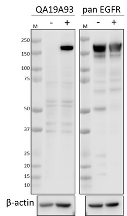 Biolegend Purified anti-EGFR Phospho (Tyr845) Recombinant, Quantity: Each