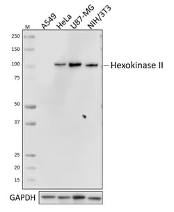 Biolegend Purified anti-Hexokinase II, Quantity: Each of 1