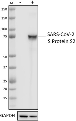 Biolegend Purified anti-SARS-CoV S Protein S2, Quantity: Each of 1