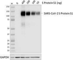 Biolegend Purified anti-SARS-CoV-2 S Protein S1, Quantity: Each of 1