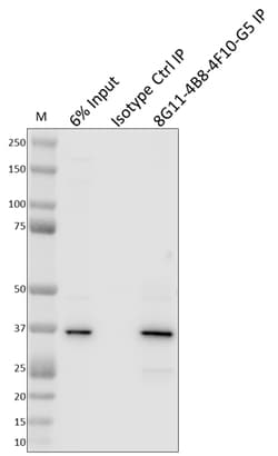 Biolegend Purified anti-Htra2/Omi, Quantity: Each of 1