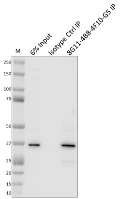 Biolegend Purified anti-Htra2/Omi, Quantity: Each of 1