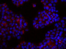Biolegend Purified anti-human erbB3/HER-3, Quantity: Each of 1