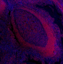 Biolegend Brilliant Violet 421 anti-human CD162, Quantity: Each of 1