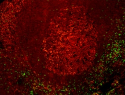 Biolegend Alexa Fluor 594 anti-human CD274 (B7-H1, PD-L1), Quantity: Each
