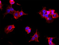 Biolegend Alexa Fluor 594 anti-human SSEA-4, Quantity: Each of 1