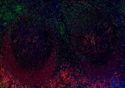 Biolegend Alexa Fluor 594 anti-human CD79a (Igα), Quantity: Each of 1