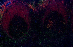 Biolegend Alexa Fluor 647 anti-human CD79a (Igα), Quantity: Each of 1