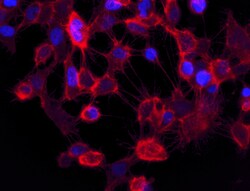 Biolegend Alexa Fluor 594 anti-Human Podoplanin, Quantity: Each of 1