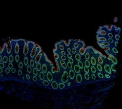 Biolegend Alexa Fluor 594 anti-human CD66a/c/e, Quantity: Each of 1