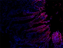 Biolegend Alexa Fluor 647 anti-human CD144 (VE-Cadherin), Quantity: Each