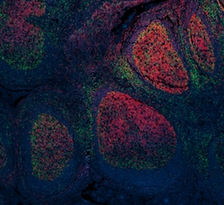 Biolegend Alexa Fluor 647 anti-human CD19, Quantity: Each of 1