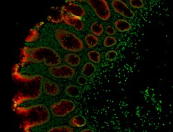 Biolegend Alexa Fluor 647 anti-human Galectin-4, Quantity: Each of 1