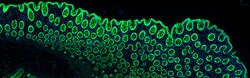 Biolegend Alexa Fluor 488 anti-human Galectin-4, Quantity: Each of 1