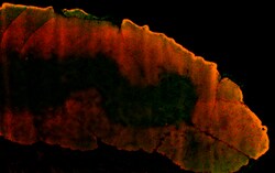 Biolegend Alexa Fluor 647 anti-mouse IgG1, Quantity: Each of 1