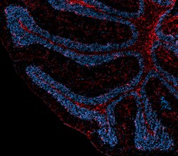 Biolegend Alexa Fluor 594 anti-mouse IgG2b, Quantity: Each of 1