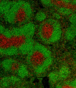 Biolegend Alexa Fluor 594 anti-rat IgG1, Quantity: Each of 1