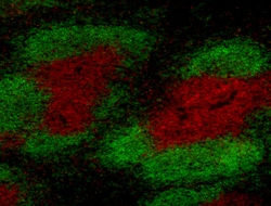 Biolegend Alexa Fluor 594 anti-rat IgG2b, Quantity: Each of 1