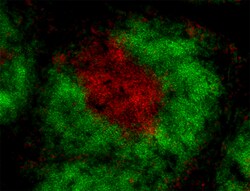 Biolegend Alexa Fluor 647 anti-rat IgG2b, Quantity: Each of 1