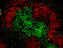 Biolegend Alexa Fluor 488 anti-rat IgG2b, Quantity: Each of 1