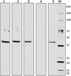 Biolegend HRP anti-rabbit IgG, Quantity: Each of 1