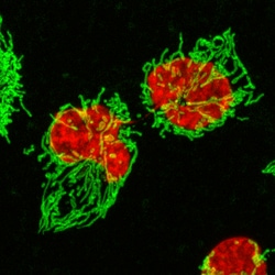 Biolegend MitoSpy NIR DiIC1(5), Quantity: Each of 1