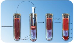 Biolegend Lymphopure, Quantity: Each of 1