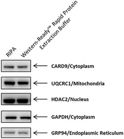 Biolegend Western-Ready Rapid Protein Extraction Buffer, Quantity: Each